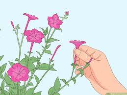 How To Prune Petunias 12 Steps With Pictures Wikihow