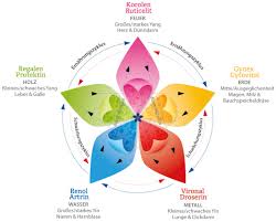 Störungen dieses gleichgewichts können zu beschwerden führen. Organuhr Phiwana Naturprodukte