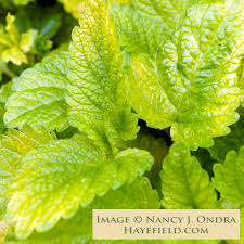 Image result for Melissa officinalis