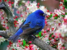 Enjoy our beautiful free cute birds wallpaper. 49 Free Birds Wallpaper Download On Wallpapersafari