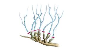 Strauch, blatt und blüte jeder einzelnen pflanze werden separat. 10 Baume Und Straucher Die Sie Im Spatwinter Schneiden Sollten Mein Schoner Garten
