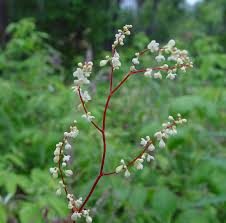 Image result for Fallopia