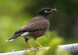 Ciri Khas Burung Kerak Ungu Dan Kebiasaan Hidupnya Jalak Burung