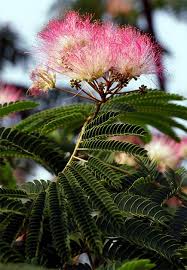 Image result for Mimosa mossambicensis