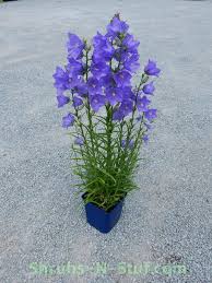 Site Title Campanula Persicifolia Takion Blue Campanula Planting Flowers Campanula Flowers