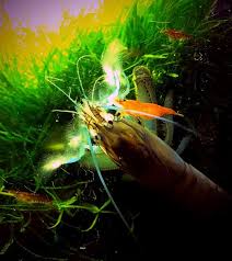 And i don't mean, topping up your tank with more cherry shrimp every few months. Can Betta Fish And Shrimp Live In The Same Tank Peacefully Aquanswers