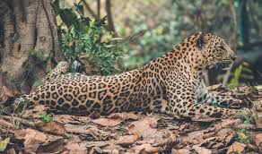 The zanzibar leopard (panthera pardus pardus) is a leopard population on unguja island in the zanzibar archipelago, tanzania. Zanzibar Leopard Extinct Or Alive Tanzania Tourist Board