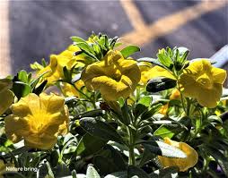 Many plants are trademarked, which means that, while propagation through softwood cuttings is possible, it's technically illegal. Calibrachoa Million Bells How To Grow Calibrachoa Plant
