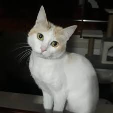 masum bebegimmm pati paticik miyav pisicik kedim kedicikler minnos cat cats meow kedi kitty cat lovers cats rare cats