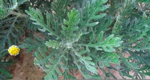 Image result for Euryops subcarnosus