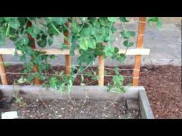 Sugar snap peas enjoy full sun to partial shade and typically take between 60 and 70 days from planting to eating. Sugar Snap Peas Pretty Easy To Grow Youtube