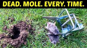 Slide a propane hose connected to a portable tank as far down the gopher hole without paper as possible. How To Kill Moles Effective Lethal Results Use A Scissor Trap To Get Rid Of Moles In Your Yard Youtube