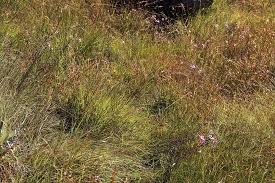 Image result for Sopubia mannii