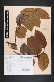 Image result for Uvaria angolensis