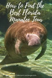 Do S And Don Ts Of Planning A Swim With Manatee Tour Swimming With Manatees Travel Usa Florida Travel