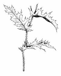 Image result for Argemone mexicana