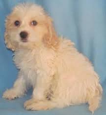She passed away at the age. Gorgeous Cockapoo Puppies For Sale In New Richland Minnesota Classified Americanlisted Com
