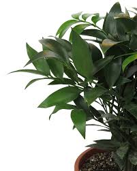 Image result for Nageia nagi