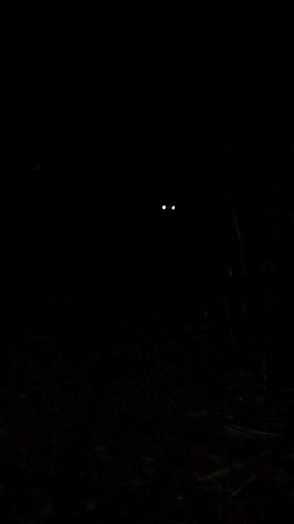 "In the dark dark woods"...#germanshepherd #myboy #slowmo #glowingeyes  #teeth #creepy #nightinthewoods #BOSSMoves #bestdog #night #scary #dog
