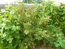 Image result for goumi