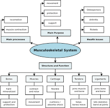 The Circulatory System Systems In The Human Body Siyavula