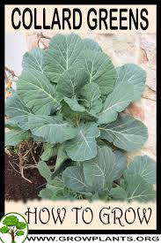 Break up large clods and remove. Collard Greens How To Grow Care