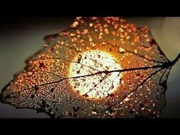 Beautiful Flower Nature Whatsapp Status Video Beautiful Flowers Beauty Wallpaper First Youtube Video Ideas