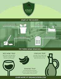 Blend 1/2 container vodka with 1/2 mugs of water. 6 Amazingly Quick Ways To Get Rid Of Gnats In The House