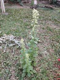 Image result for Blumea axillaris