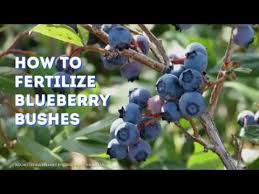 Check spelling or type a new query. Pin On Blueberry Gardening