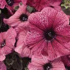 Pin On Gardening