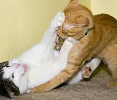 Are your cats fighting or playing? How Can I Tell If My Cats Are Just Playing Or Actually Fighting