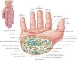 In some patients, the ability to grasp and release objects may be restored through electrical stimulation. Finding Clues To Hitters Wrist Injuries The Interconnected Nature Of The Tendons Ligaments And Bones For The H Wrist Injury Wrist Anatomy Medical Knowledge
