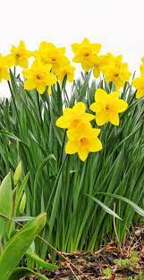 Pretty Fowers Beautiful Flowers To Share With Your Friends Daffodils Spring Flowers Daffodil Flower
