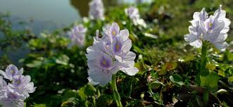 Image result for Pontederia crassipes