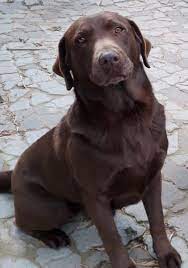 Our counselors will help you choose the best canine for your home & lifestyle. Meet Bailey And Ollie Labrador Rescue South Africa Facebook