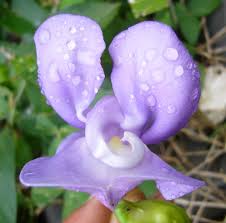 Image result for Cochliasanthus caracalla