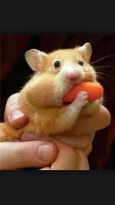 I Like Carrots Cute Animals Cute Hamsters Baby Animals Pictures