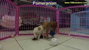 Greenfield puppies has puppies for sale in ny! Pomeranian Puppies Dogs For Sale In Albuquerque New Mexico Nm 19breeders Rio Rancho Youtube