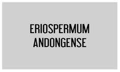Image result for Eriospermum andongense