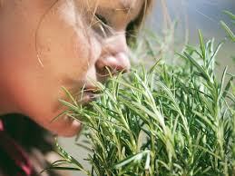 Rosemary Benefits Uses Benefits Risks