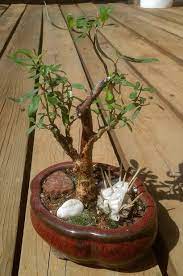 Curly willow ⭐ , united kingdom, wookey hole, wells: Curly Willow The Twisted Tree Bonsai Peakd