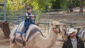 However, there are separations to avoid predators and potential prey that will. Riding Camels At Phoenix Zoo Me And My Sister Go For A Ride Youtube
