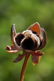 Image result for Ipomoea pes-caprae