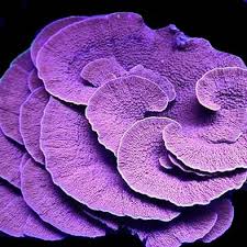 Lowell McClellan (loosends2002)