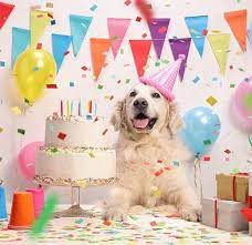 We did not find results for: How To Throw A Birthday Party For Your Dog American Kennel Club