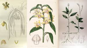 Look here for some cool animal inspired names for your baby. 32 Orchid Species Feared Extinct In Bangladesh The Revelator