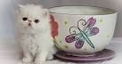 Persian Kittens For Sale - Teacup Kittens For Sale ...