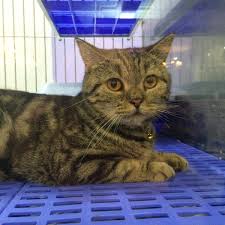 It has 18 roundabouts spread throughout, connecting major road arteries from section 1 to section 25. Photos At Imadi Pet Now Closed Pet Store In Shah Alam