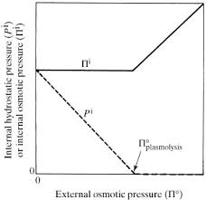The plant cell wall is also required for normal localization of pin2 in the membrane and hence previously our work has shown, using a combination of plasmolysis and protoplasting treatments that therefore, minor cell wall perturbation by impairing individual components does not affect the. Plasmolysis An Overview Sciencedirect Topics